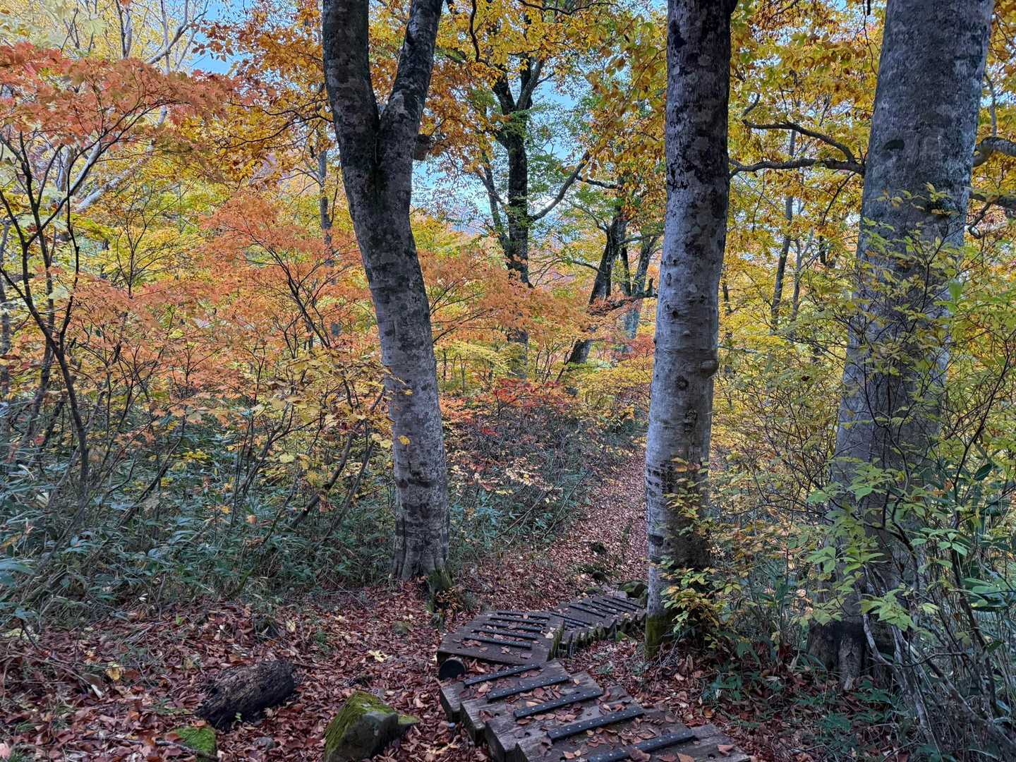 紅葉凄すぎですが、写真ではうまく伝わらないんですよね。