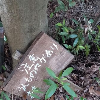 下でも見ましたが、うんものあな？🤔