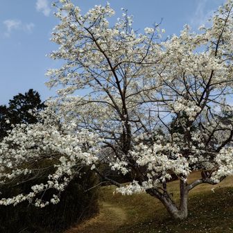 グーグルレンズ先生によるとコブシらしい