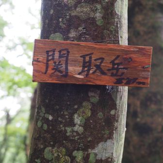 関取山（877m） 登頂
期待どおりのジミ山頂