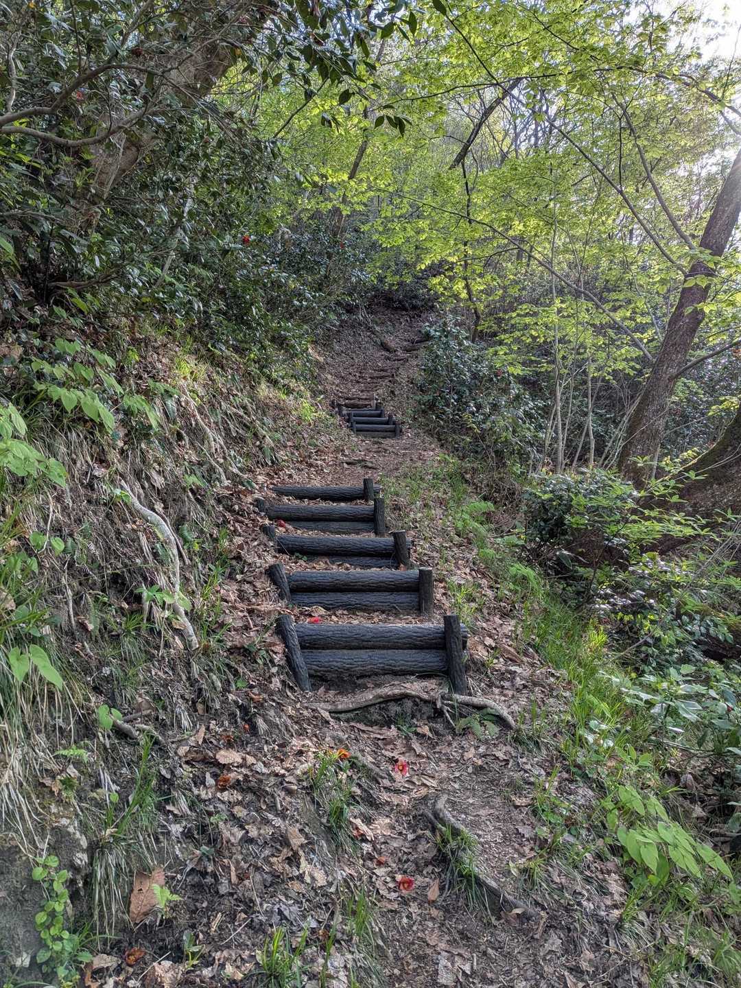 綺麗に整備された登山道✨
出だしから急登です😤