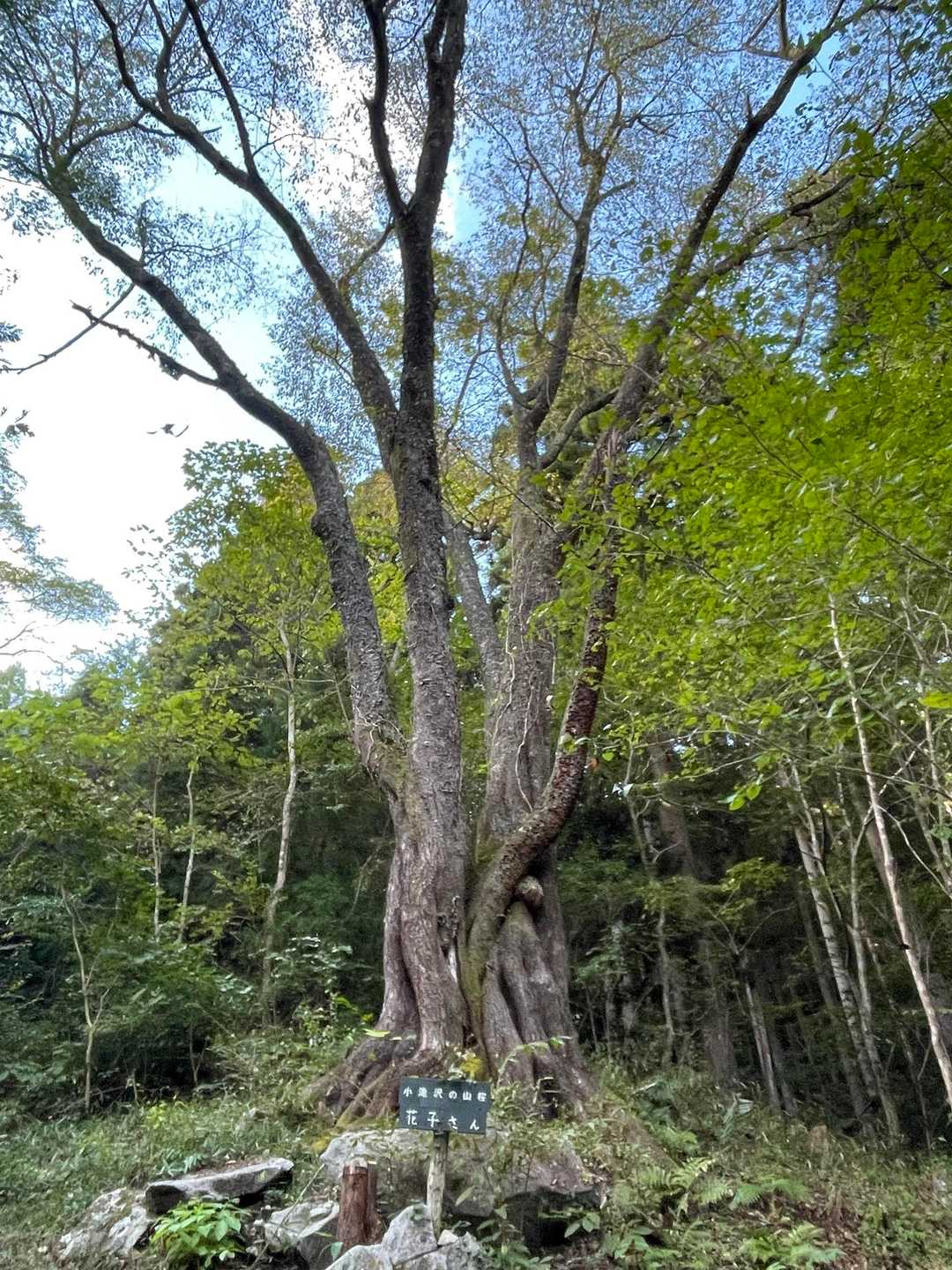 花子さん

毎年、桜の季節はいそがしく
花見出来てない