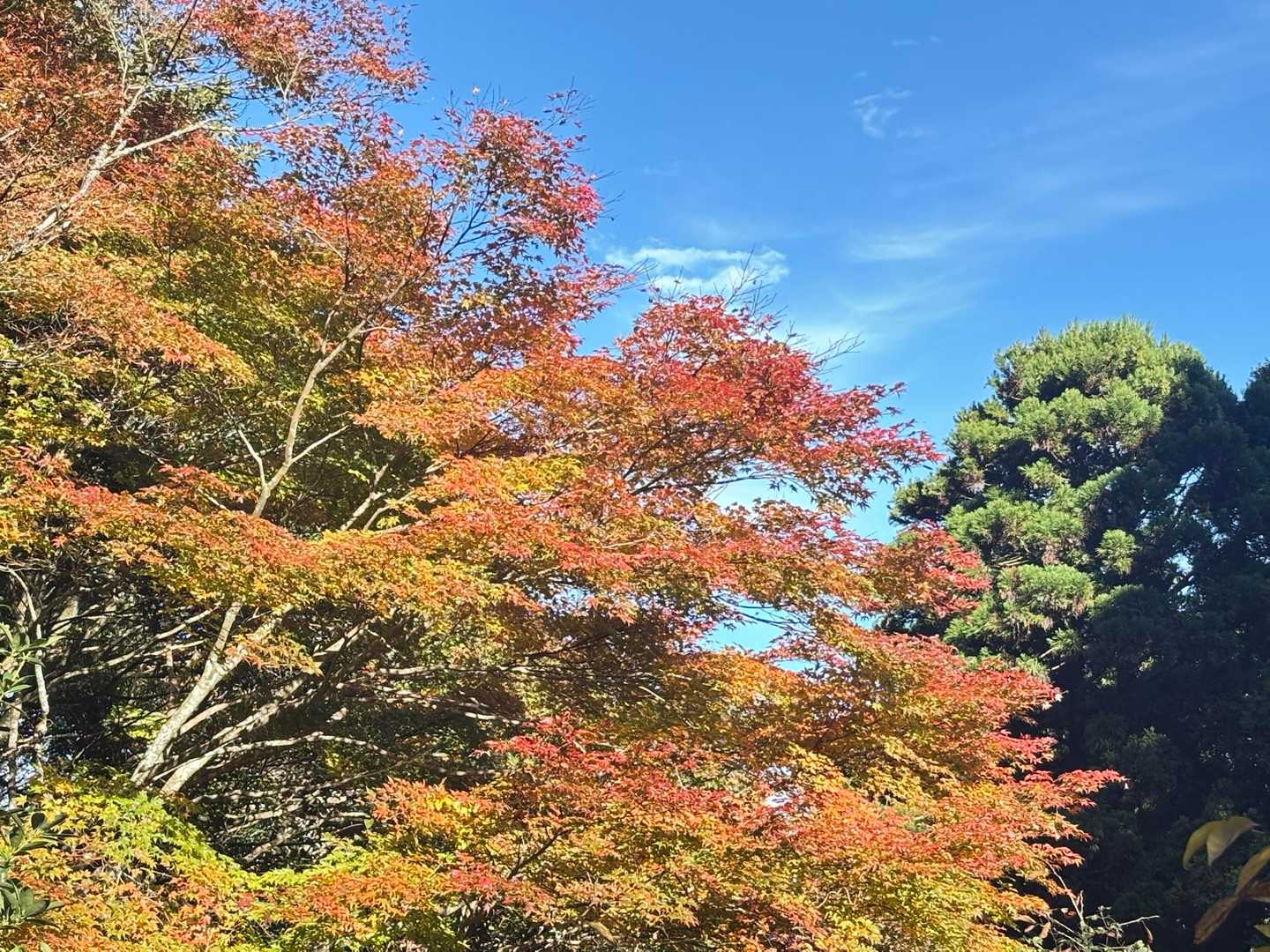下山しながら紅葉楽しみます
