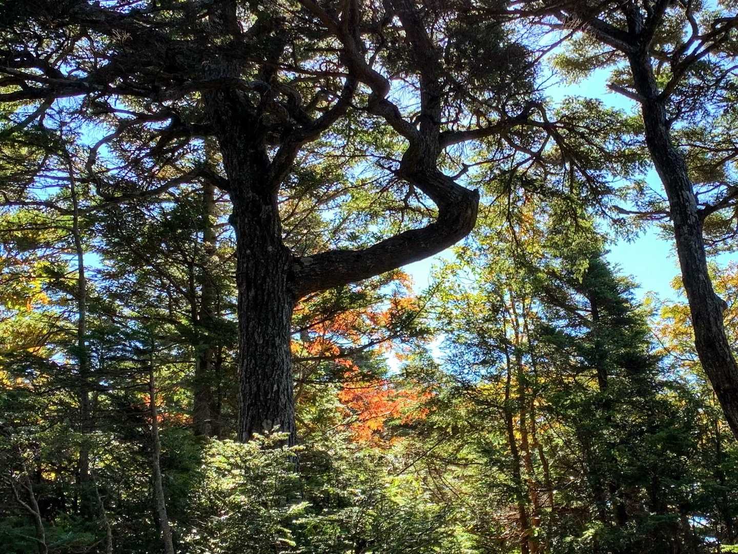 ナナカマドが色づいてるよ🍁