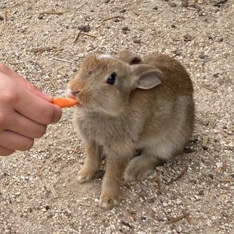 ごんちゃろふ