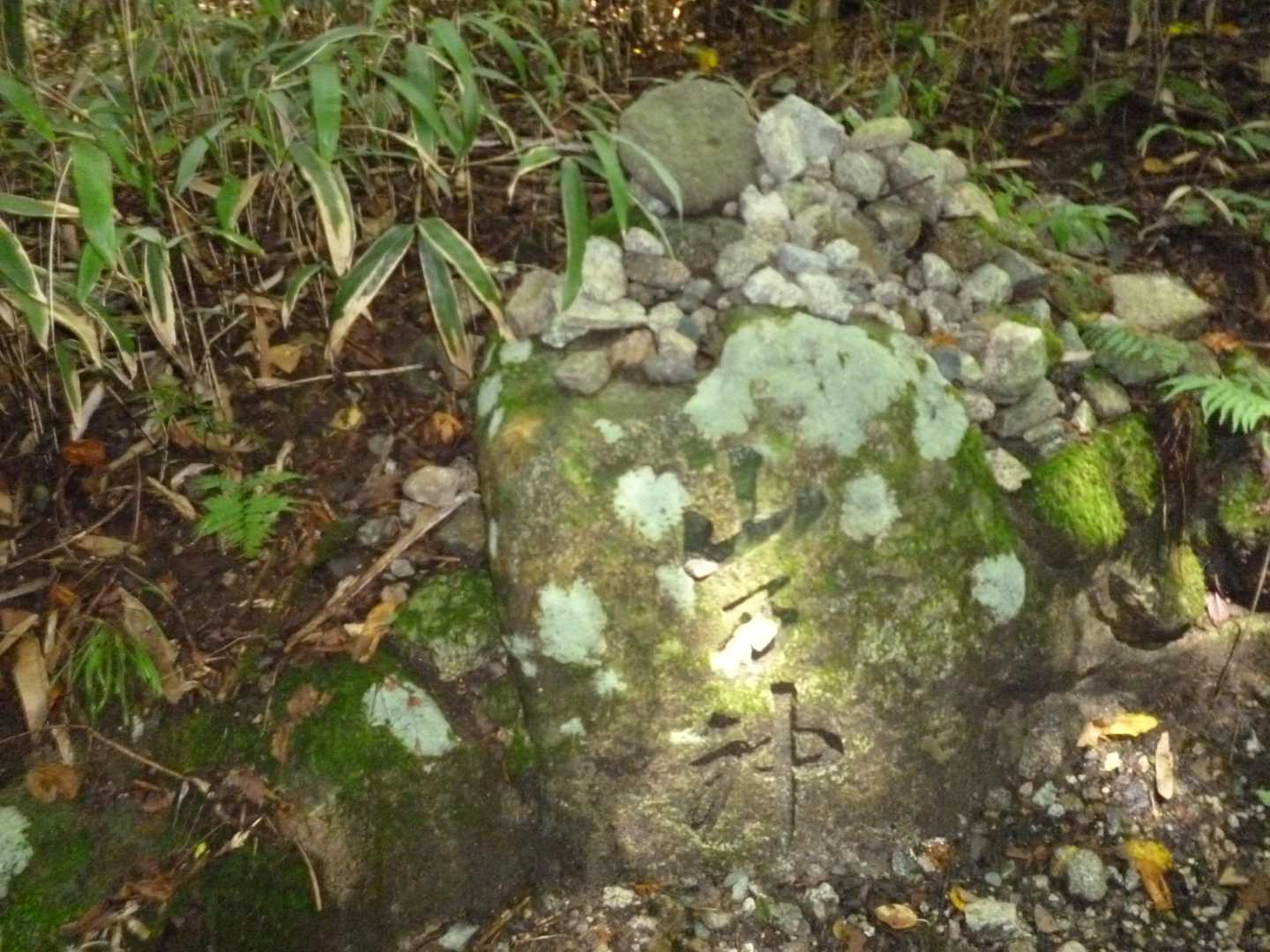 百ヶ辻登山口-伏見峠-府民の森 ちはや園地-金剛山 往復コースの写真