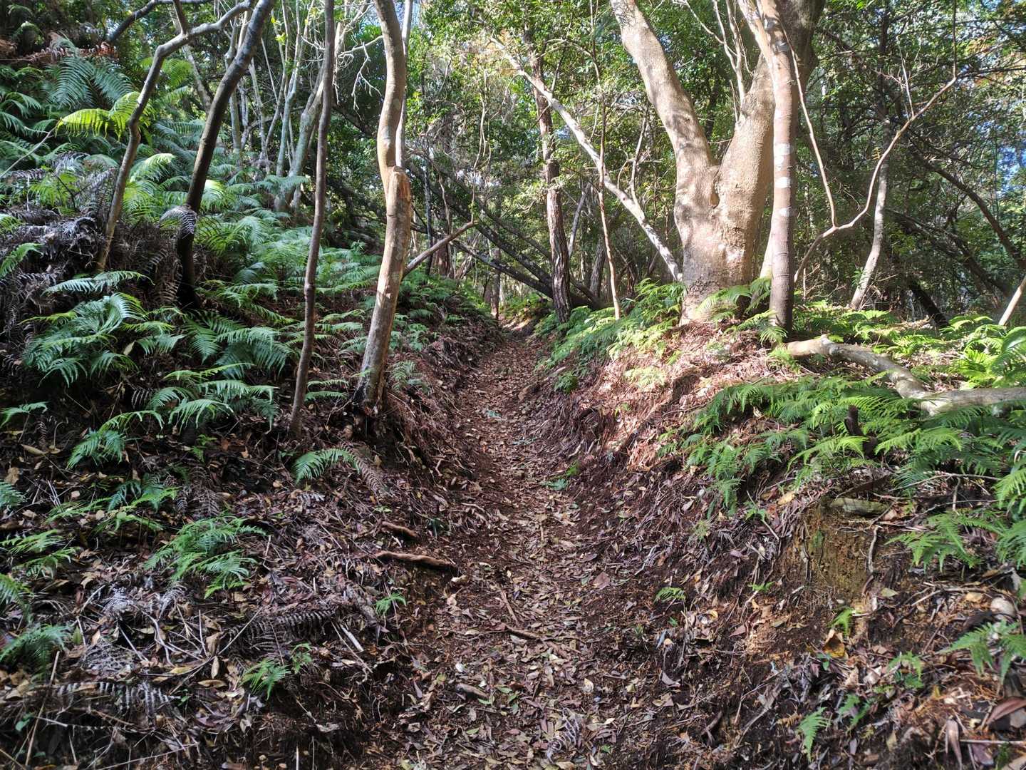 金山 往復コースの写真
