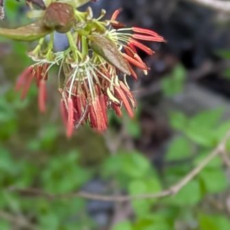 フサザクラがかぶり付き小下沢