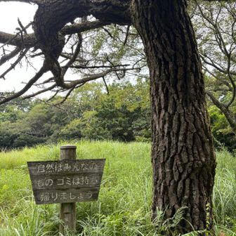 尺岳平のシンボル尺岳松🌲