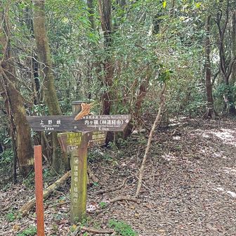 今日は鷹取山寄らずに下山😅
