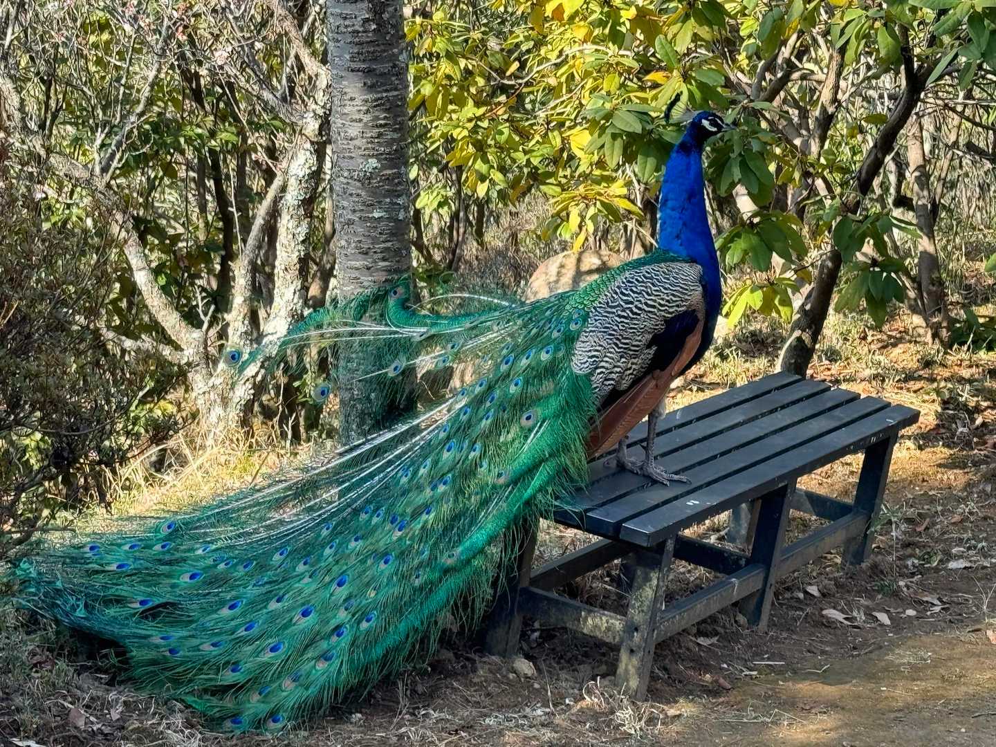 戻って来ました♪
またまた孔雀さん🦚