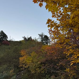 紅葉は見頃です🍁