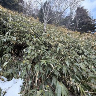 こんな藪を幾つも漕いでいきます🚶‍➡️