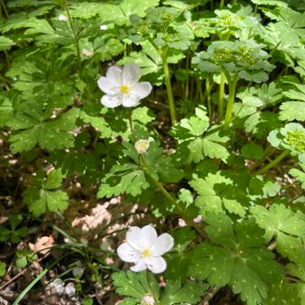 川沿いのニリンソウ