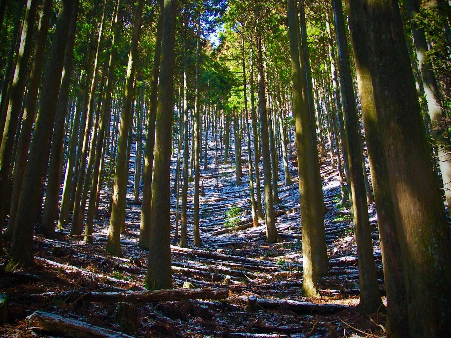 北尾根-入道ヶ岳-二本松 周回コースの写真