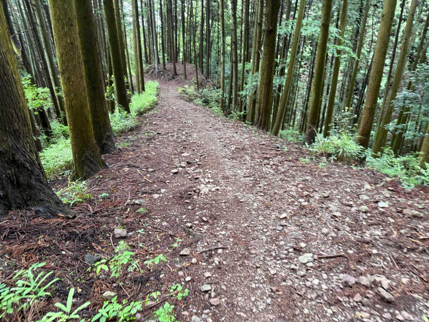 竹寺-豆口峠-子ノ山-滝不動-吾野駅 縦走コースの写真