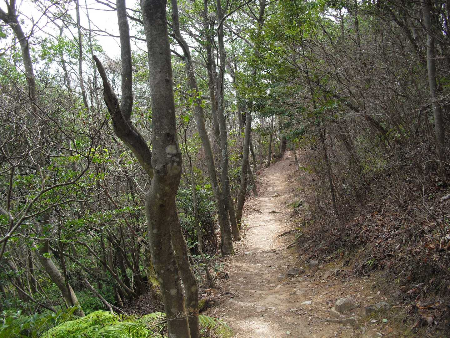 素敵な尾根道をただ黙々と歩きます。以前堂満岳で出会った86才のお父さんから「山を歩く時はいらん事を考えずに、1歩先2歩先のことだけを考えなさい」とのお言葉を頂戴しました。大事なことですよね😌