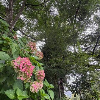 紫陽花と御神木