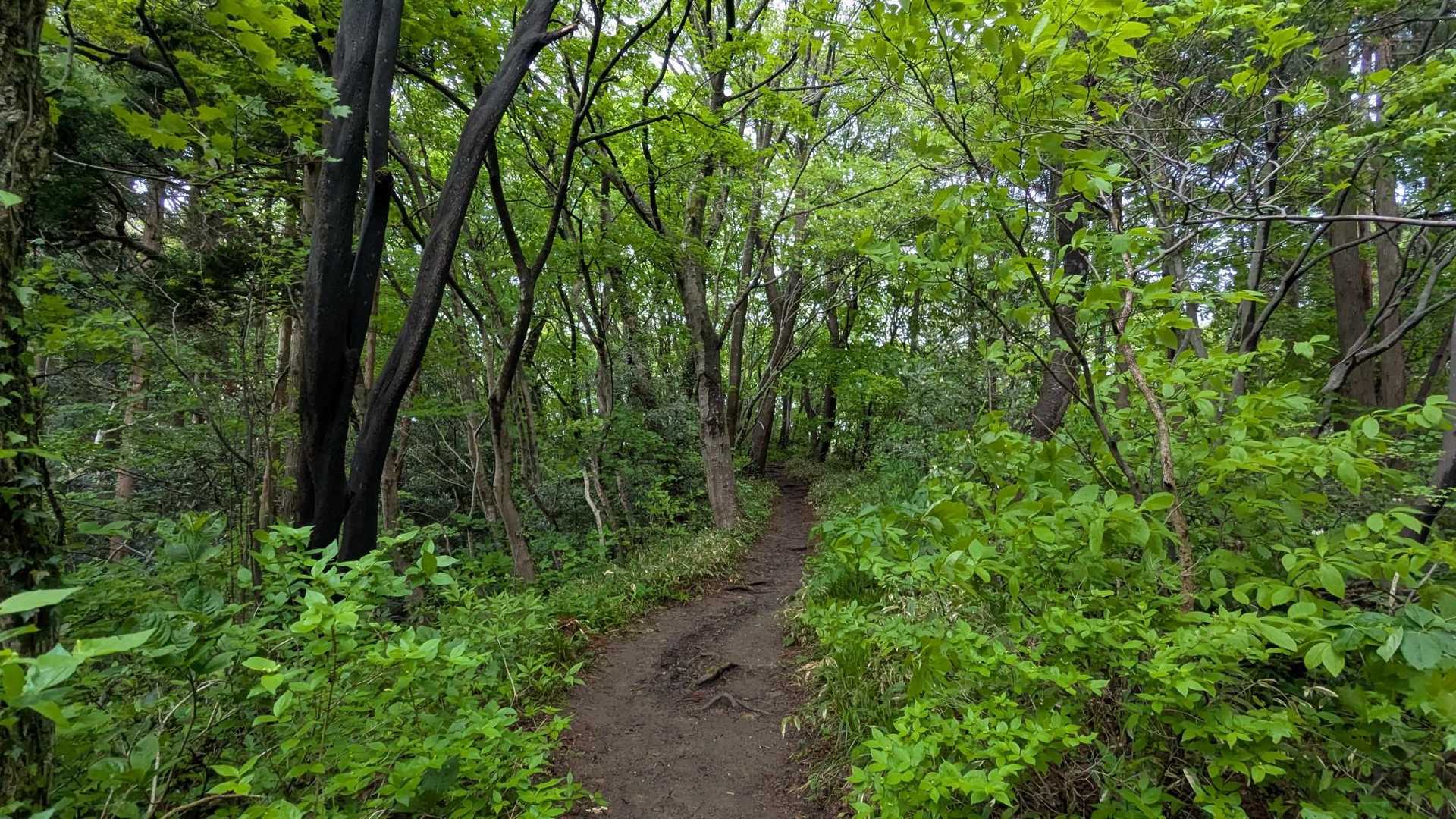 雨が降ったあとのせいか
この新緑✨