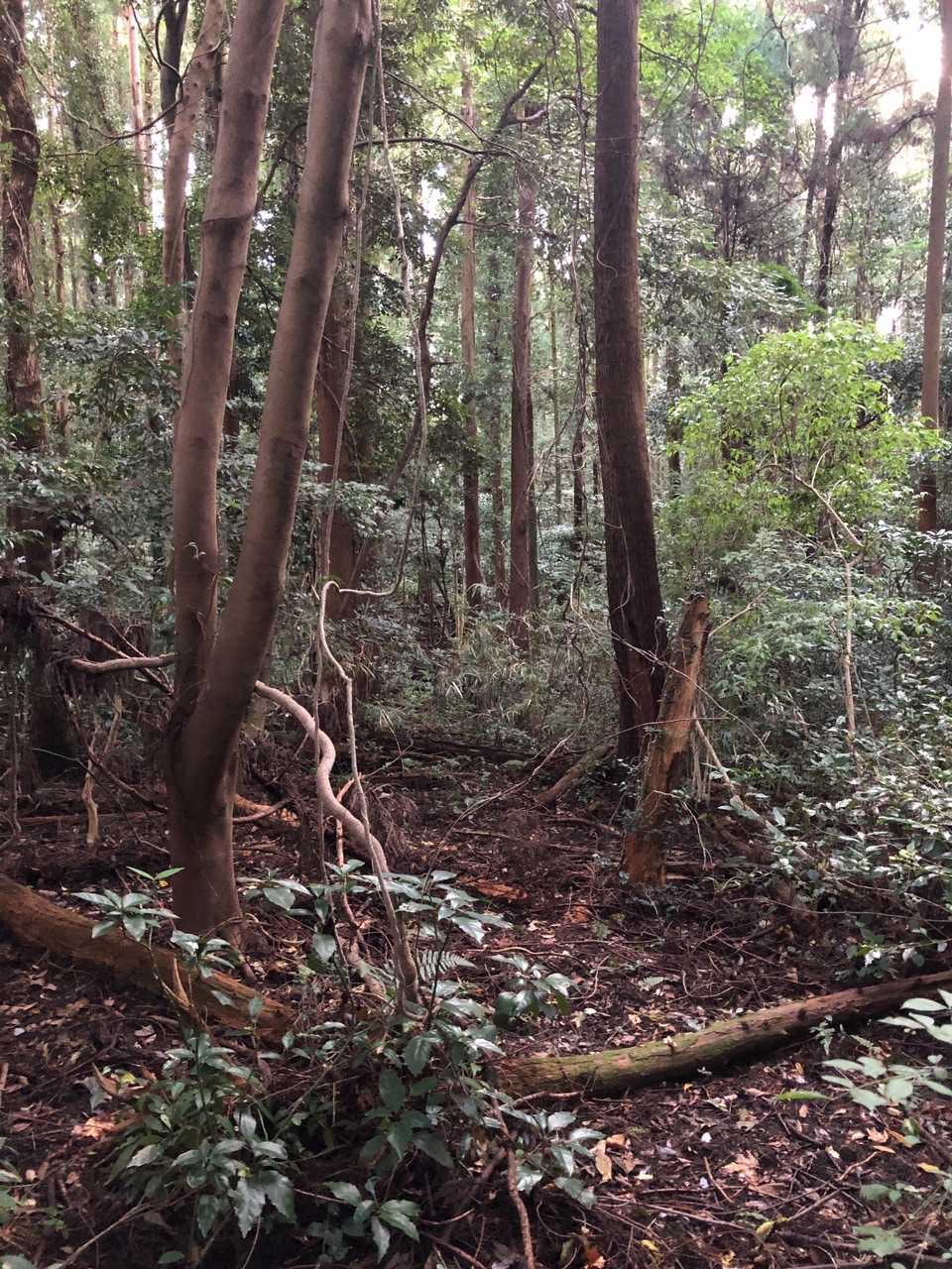 ここを証拠山山頂とします⛰
ここもカンバン見つかりませんでした🪧💦