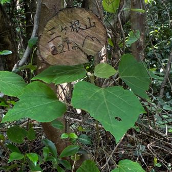 分かりにくくて、通りかかった方に山頂の場所を教えてもらいました