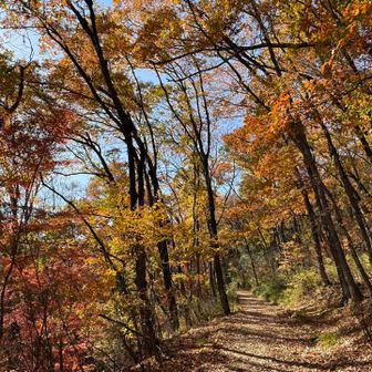 山頂へ向かう登山道⛰️
おぉ😳まさかの「ちょうど見頃」の紅葉具合🍁

先週登山した愛知県の香嵐渓とは違い、様々な落葉広葉樹が多い場所☺️