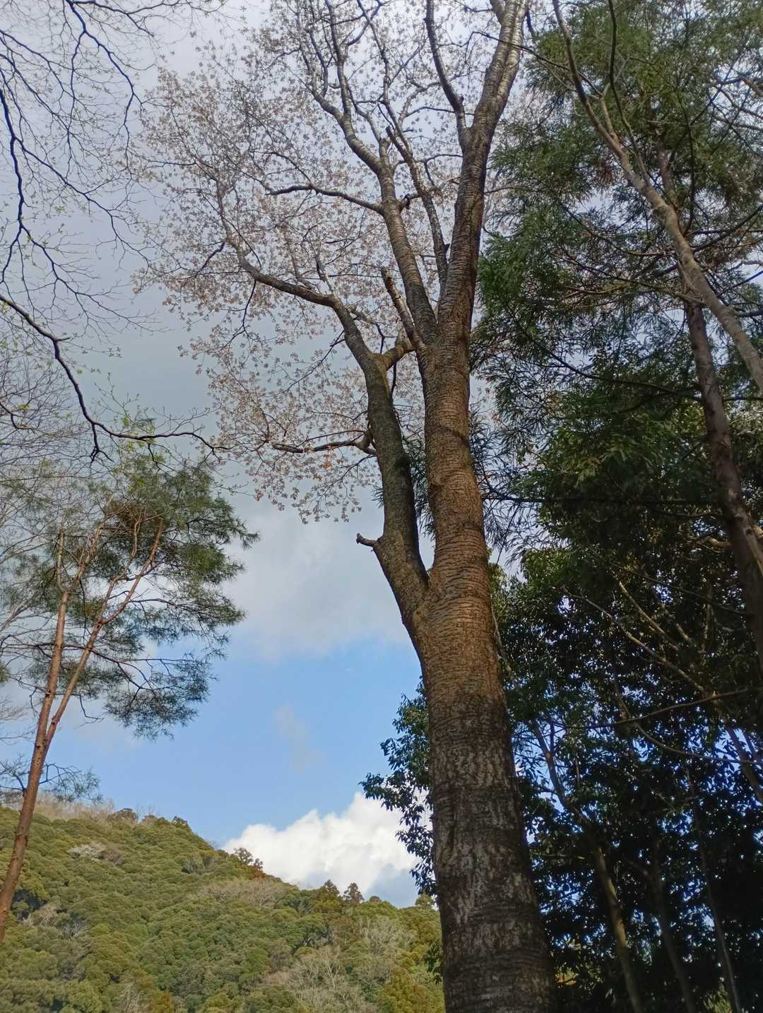 歩きながら時折、上も眺めます。
桜があちこちで花開いています。