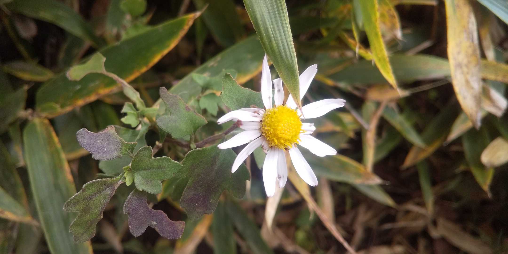 今日はお花少なめ