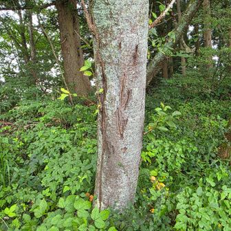 ごく最近ではないけれど確かに🐻の爪痕😱　