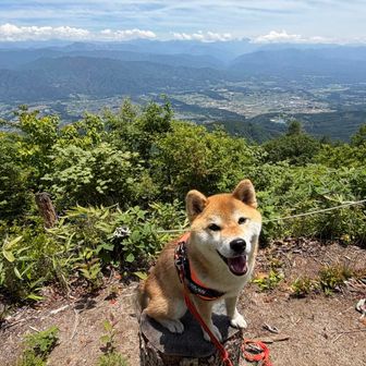 当たり前のように　切り株に乗るまり🐕