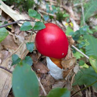 タマゴダケ　メンバーがおいしいからだれか持っていって食べたら？と進めている