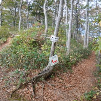 下山途中の分岐を右へ