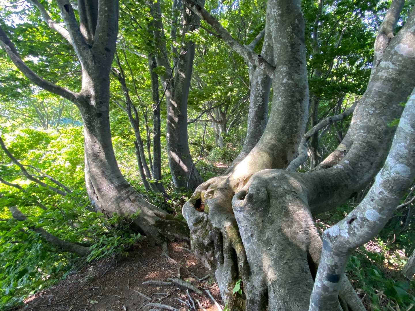 金峯山-鎧ヶ峰-母狩山 周回コースの写真