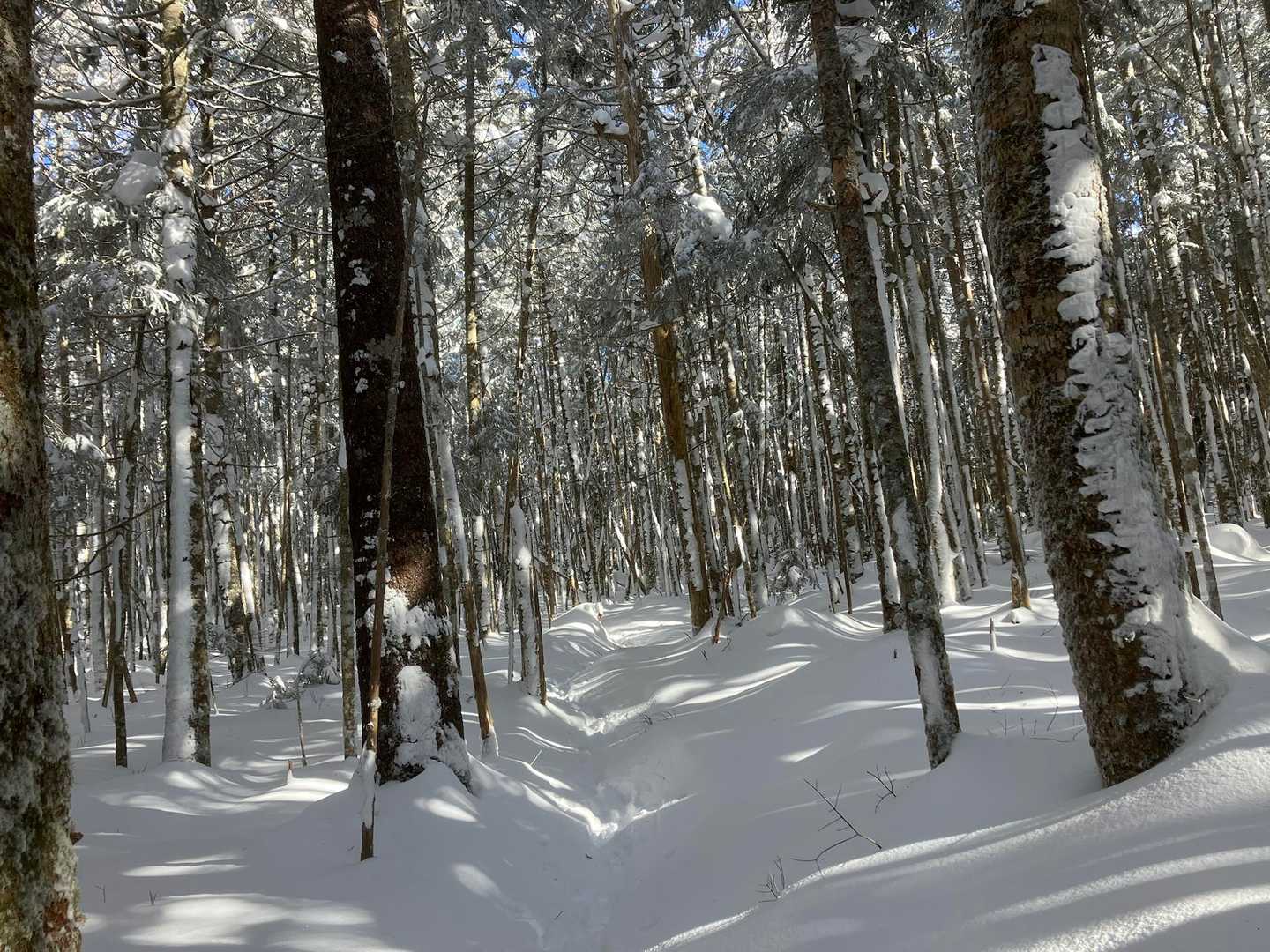 しばらくの樹林帯