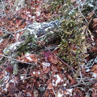 途中一時あられが降った
寒いはず