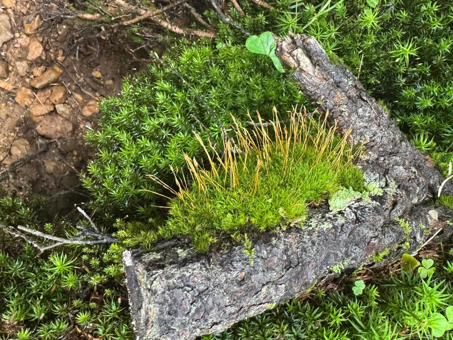 箕冠山 | コマクサ群落が見事な八ヶ岳の静かな峰。非対称山稜のなだらかな西麓からの写真