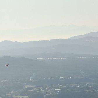 突然現れた猛禽(チュウヒかな？)と薄っすらあべのハルカス。その奥に生駒山系と金剛山系。さらに奥に大峰山系。