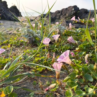 ハマヒルガオ
花言葉「絆」