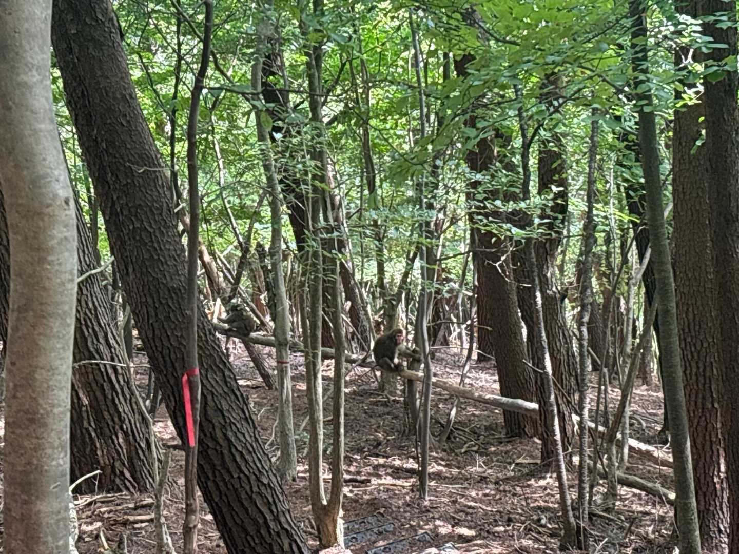 ガサガサ木が揺れて上から何か下りてきた、、、

サルで良かった😬