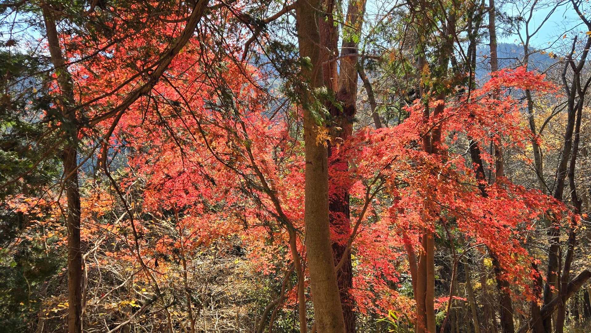 大月駅-菊花山-厄王山-猿橋駅 縦走コースの写真
