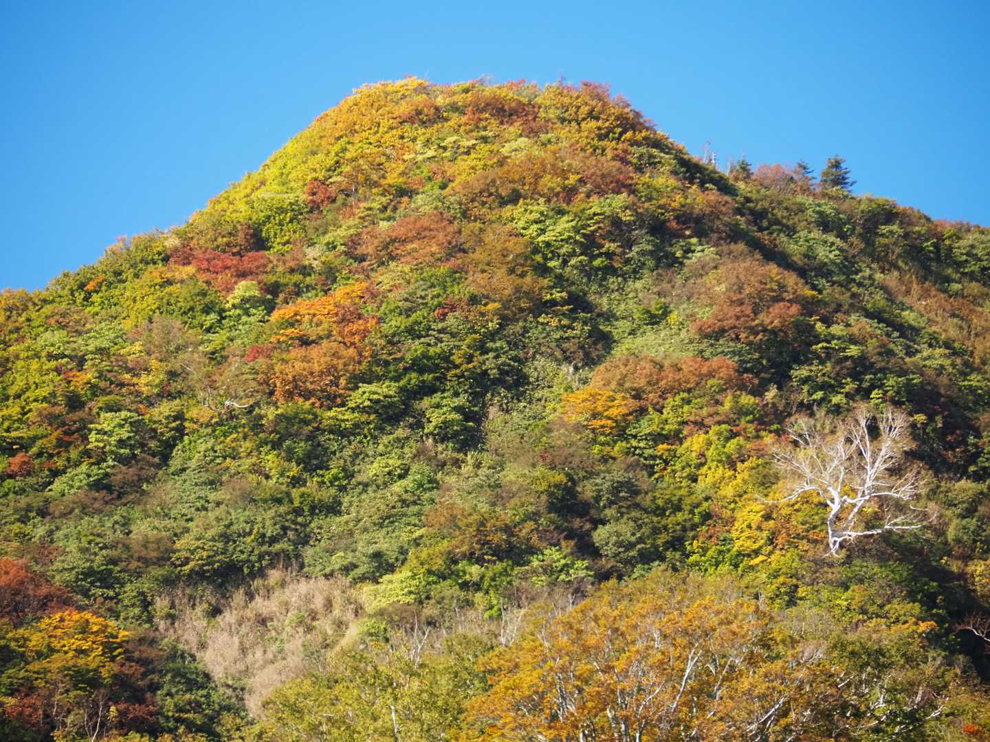 にぎやか色合いとなり紅葉の山を形づくる。