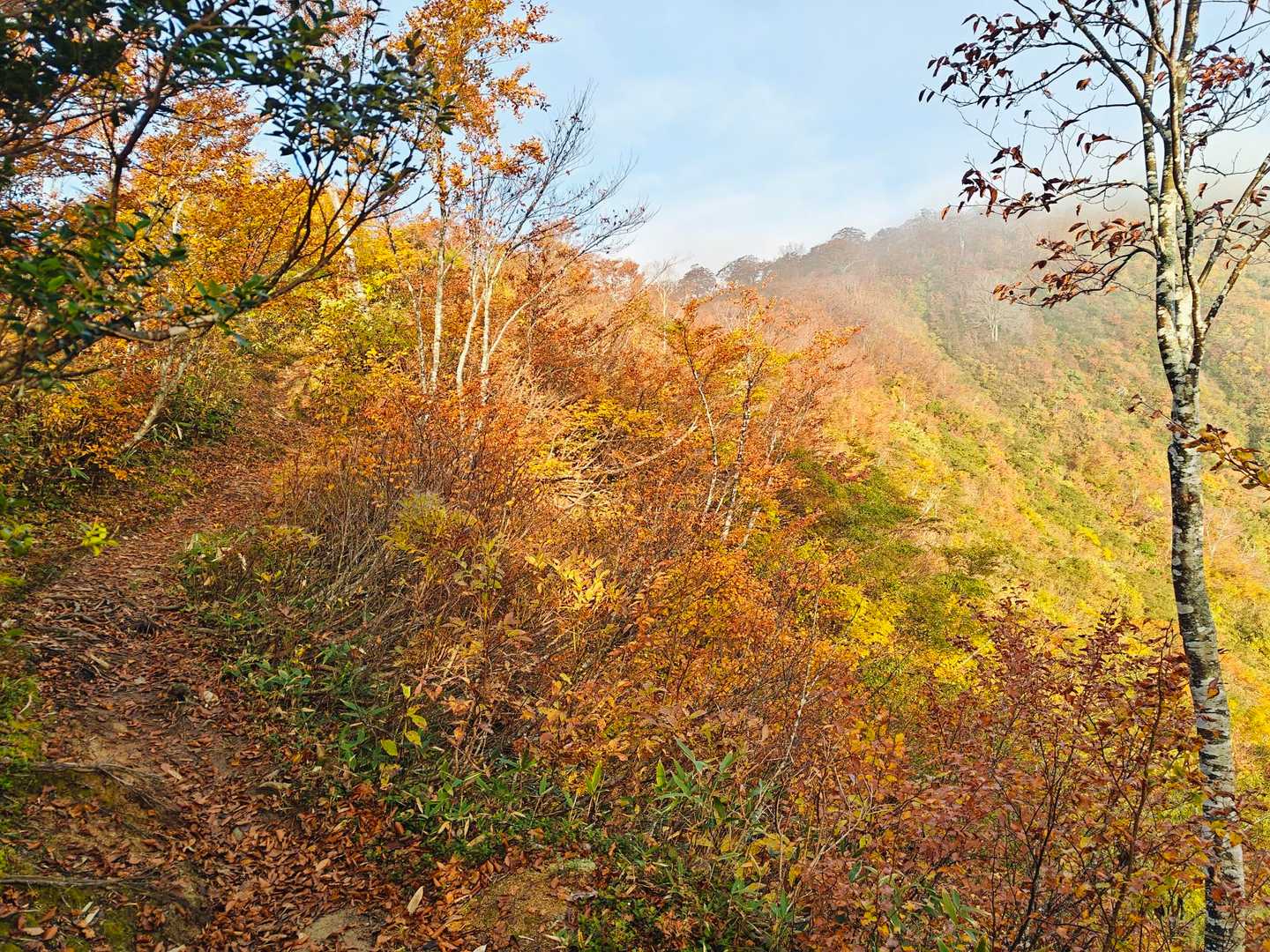 御沢登山口-横峰 縦走コースの写真