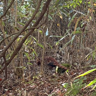 大日岳な近くでキジかな
写真、うまく撮れませんでした