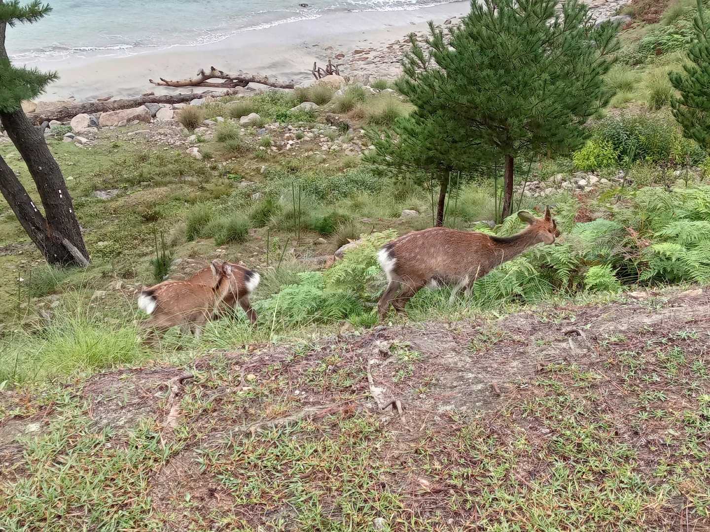 🦌がいた😆
