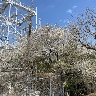 山頂桜も凄かとですが、まだまだ蕾でした😁