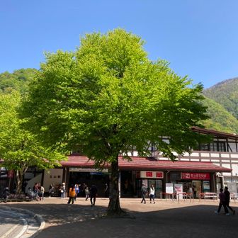 ひよこ