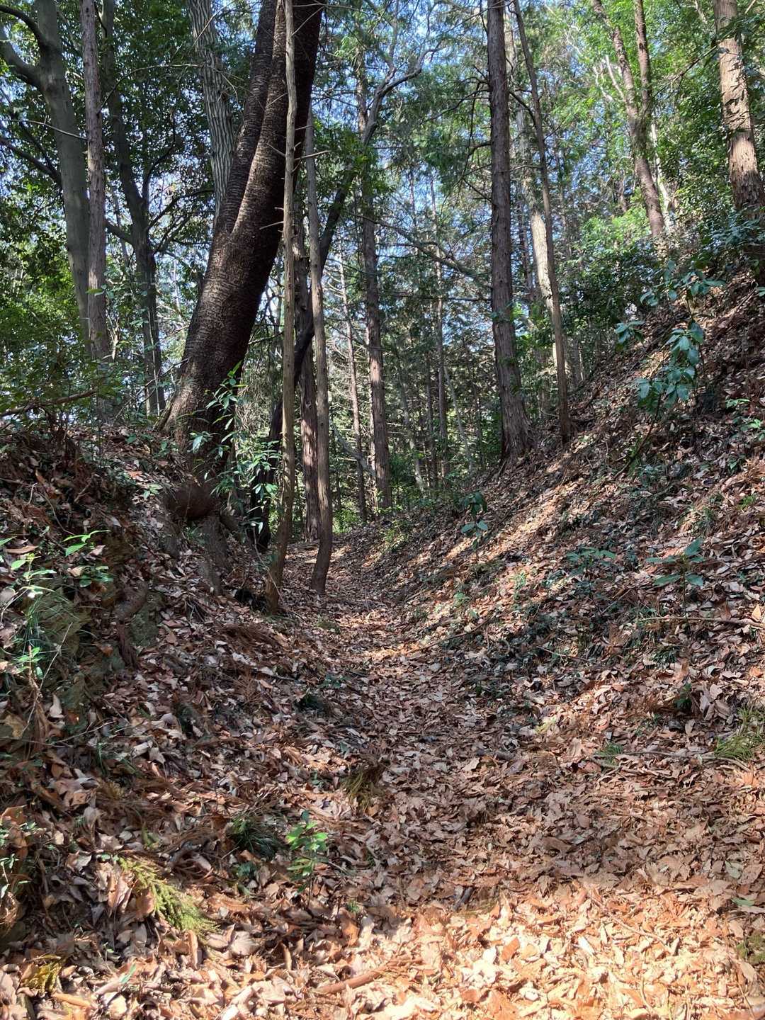 もう一つのお目当て、城山付近の堀跡です。