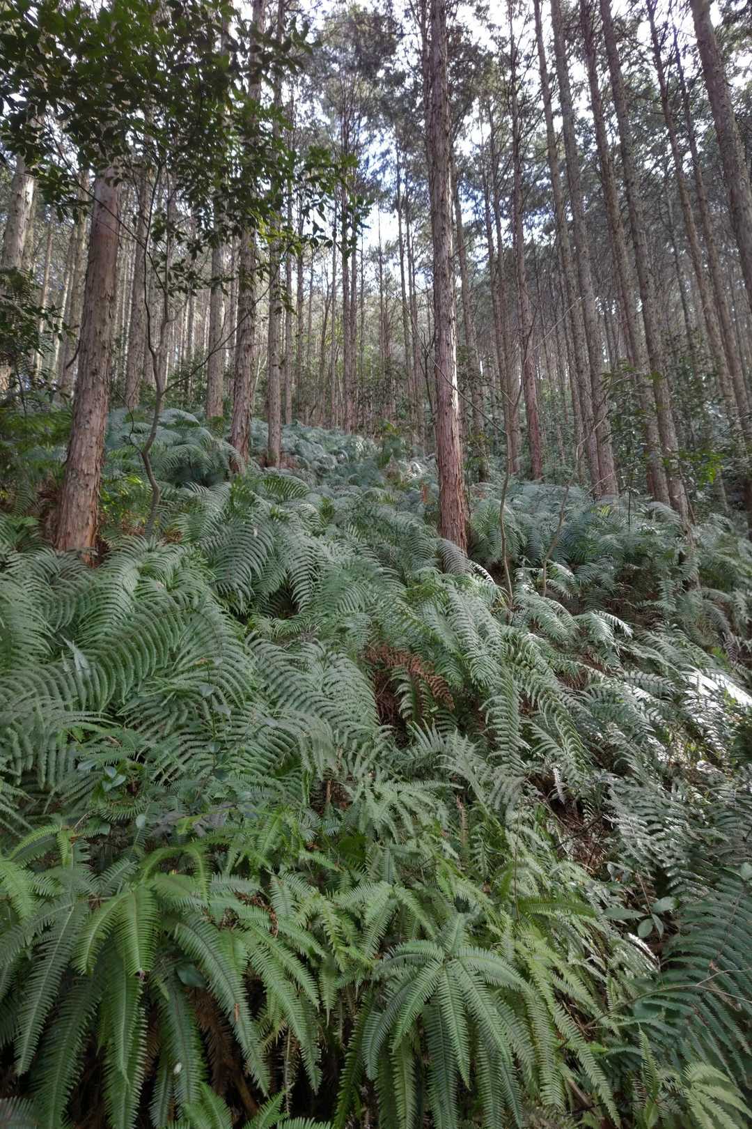 ウラジロ