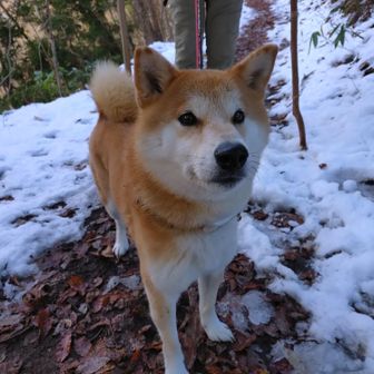 富神山のアイドル犬
マメ君（男のこ、8歳）
「あねさま」が好きらしく、連れの山友さんの足の匂いを長いことクンクンしていました。
めんごい。