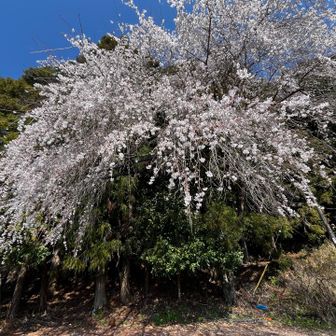 駐車場には枝垂れ桜🌸？